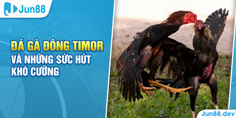 Khám phá thế giới cá cược đá gà trực tiếp tại Đông Timor